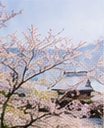 春の境内